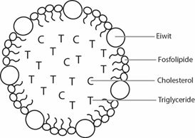 lipoproteïne cholesterol medicus online