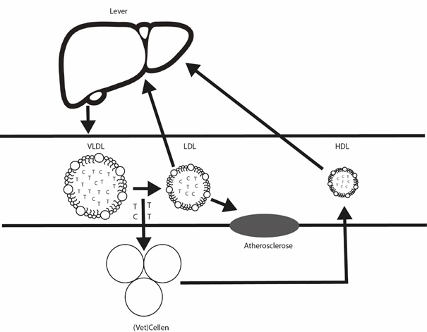 cholesteroltransport lipoproteïne medicus online