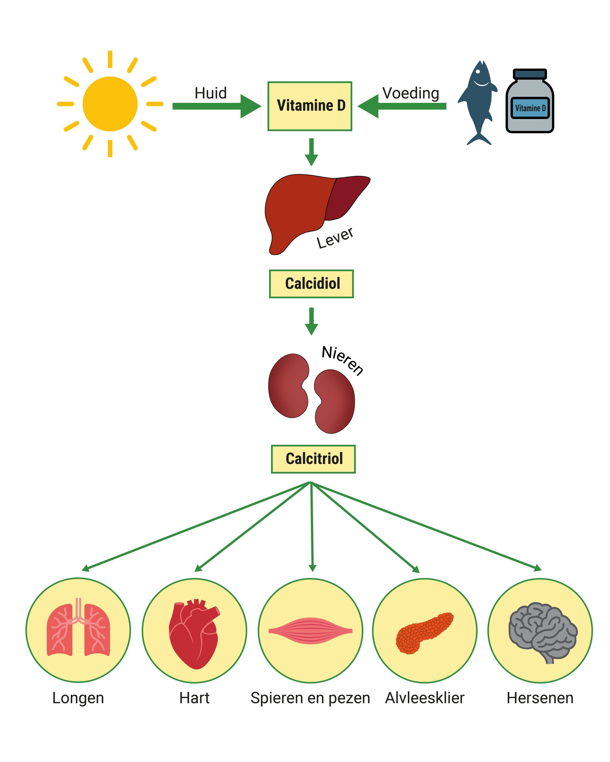 Kunnen vitamine D supplementen het risico op hart- en vaatziekten verlagen? 2 Functie vitamine D