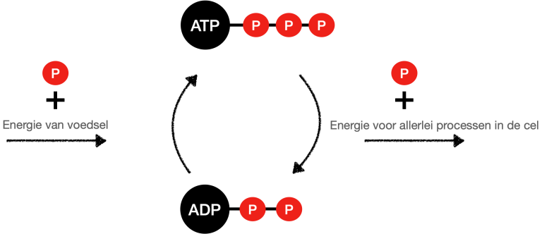 ATP