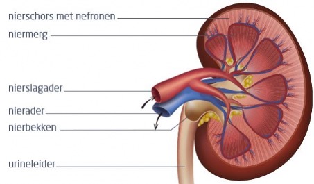 Is het eten van veel eiwitten schadelijk voor de nieren? 3 Eiwitten nieren anatomie