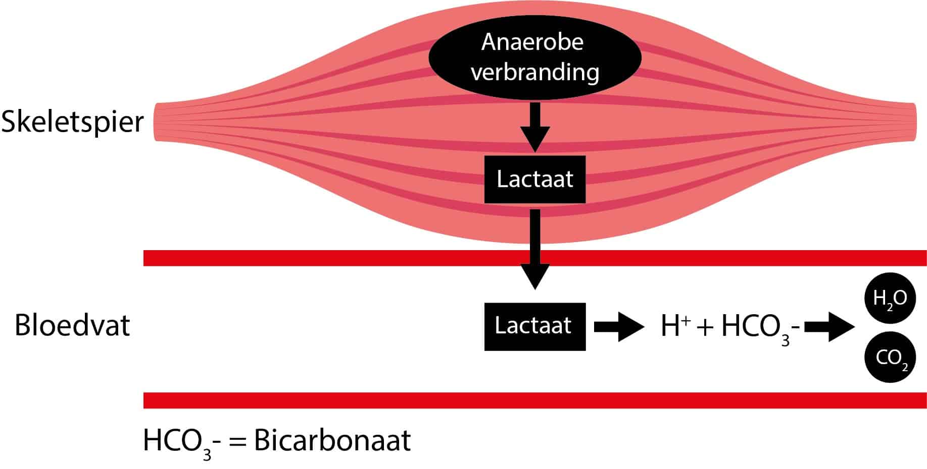 Verbetert bicarbonaat sportprestaties? - Medicus Online