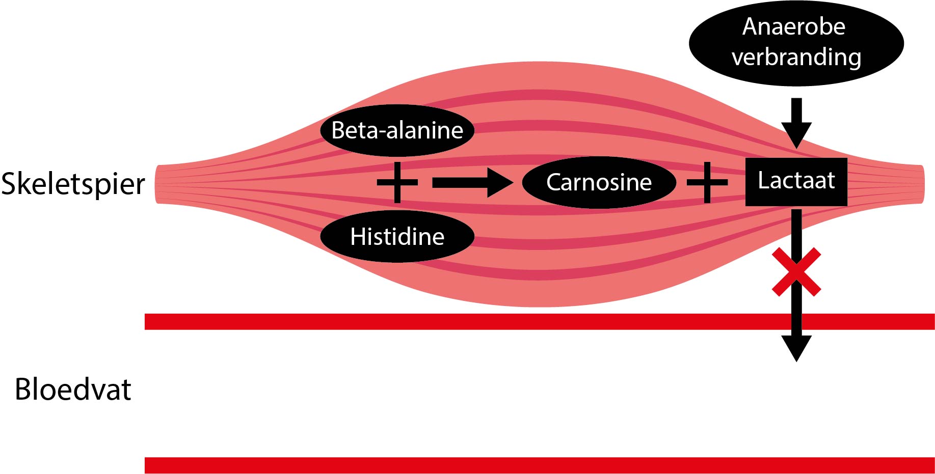 Beta-alanine sportprestaties carnosine