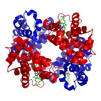 Ijzersupplementen hemoglobine