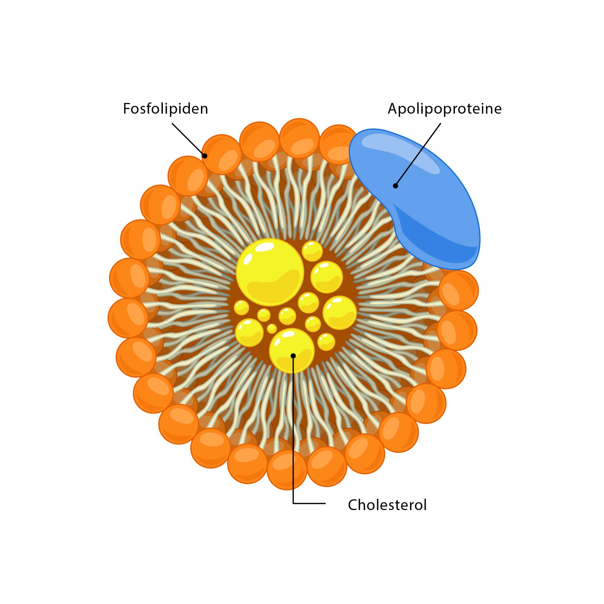 Lipoproteïnen cholesterol